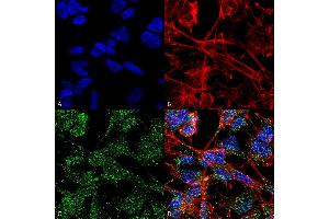 Immunocytochemistry/Immunofluorescence analysis using Mouse Anti-KCC2 Monoclonal Antibody, Clone S1-12 . (KCC2 antibody  (AA 932-1043) (PE))