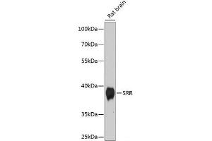Western blot analysis of extracts of Rat brain using SRR Polyclonal Antibody at dilution of 1:1000. (SRR antibody)