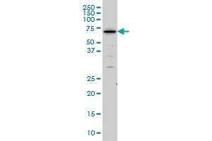 SHC2 monoclonal antibody (M01), clone 4A4 Western Blot analysis of SHC2 expression in IMR-32 . (SHC2 antibody  (AA 718-829))
