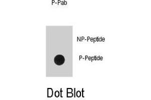 Dot blot analysis of EGFR (phospho Y1016) polyclonal antibody  on nitrocellulose membrane.