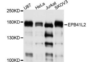 Western blot analysis of extracts of various cell lines, using EPB41L2 antibody. (EPB41L2 antibody)