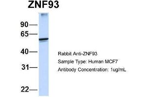 Human MCF7; Host:Rabbit. (ZNF93 antibody)
