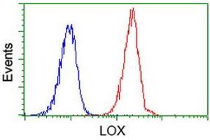 Image no. 2 for anti-Lysyl Oxidase (LOX) (AA 22-168) antibody (ABIN1491217) (LOX antibody  (AA 22-168))