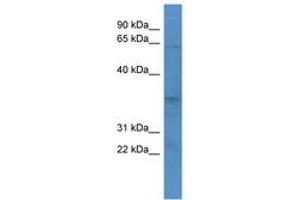 OR2J2 antibody  (AA 231-280)