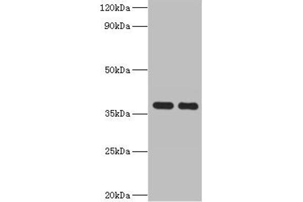 GALM antibody  (AA 2-342)