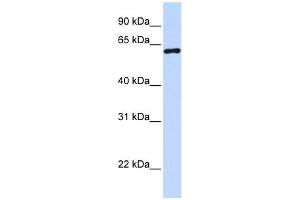 CSTF2 antibody used at 1 ug/ml to detect target protein. (CSTF2 antibody  (N-Term))