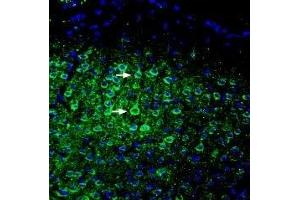 Expression of ASIC5 in mouse cortex - Immunohistochemical staining of perfusion-fixed frozen mouse brain sections with Anti-ASIC5 (extracellular) Antibody (ABIN7042919, ABIN7045260 and ABIN7045261), (1:200), followed by goat-anti-rabbit-AlexaFluor-488. (ACCN5 antibody  (Extracellular Loop))