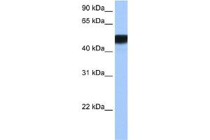 WB Suggested Anti-HNF4G Antibody Titration:  0. (HNF4 gamma antibody  (N-Term))