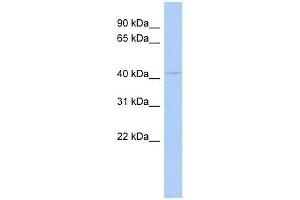 Western Blot showing TUSC4 antibody used at a concentration of 1-2 ug/ml to detect its target protein. (NPRL2 antibody  (N-Term))