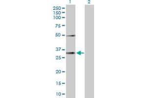 Western Blot analysis of EFNA3 expression in transfected 293T cell line by EFNA3 MaxPab polyclonal antibody. (Ephrin A3 antibody  (AA 1-238))