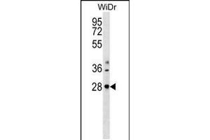 Western blot analysis in WiDr cell line lysates (35ug/lane). (THAP10 antibody  (N-Term))