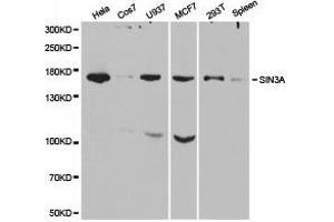 Western Blotting (WB) image for anti-SIN3 homolog A, transcription regulator (SIN3A) antibody (ABIN1874781) (SIN3A antibody)