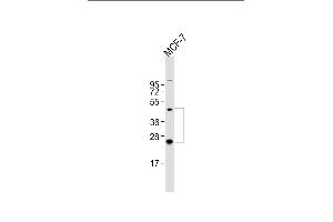 Anti-HABP2 Antibody (C-term) at 1:2000 dilution + MCF-7 whole cell lysate Lysates/proteins at 20 μg per lane. (HABP2 antibody  (C-Term))