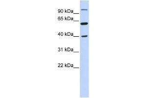 LETM2 antibody used at 1 ug/ml to detect target protein. (LETM2 antibody  (N-Term))