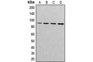 Western blot analysis of Cullin 3 expression in MDAMB231 (A), MDAMB468 (B), NIH3T3 (C), PC12 (D) whole cell lysates. (Cullin 3 antibody  (N-Term))
