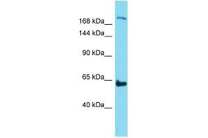 Host:  Rabbit  Target Name:  Neo1  Sample Type:  Mouse Thymus lysates  Antibody Dilution:  1. (NEO1 antibody  (N-Term))