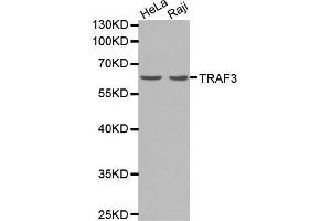Western blot analysis of extracts of Raji cells lines, using TRAF3 antibody. (TRAF3 antibody  (AA 1-100))