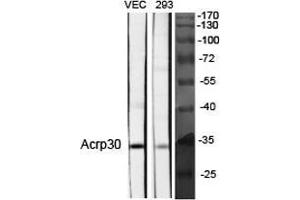 Western Blot (WB) analysis of specific cells using Acrp30 Polyclonal Antibody. (ADIPOQ antibody  (Internal Region))