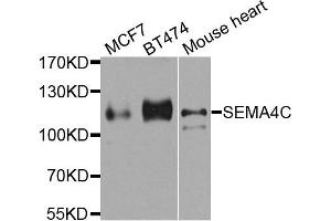 Western blot analysis of extract of various cells, using SEMA4C antibody.