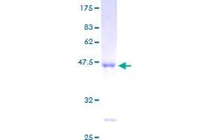 Image no. 1 for ADP-Ribosylation Factor 4 (ARF4) (AA 1-180) protein (GST tag) (ABIN1345461) (ARF4 Protein (AA 1-180) (GST tag))