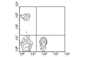 Image no. 1 for anti-CD4 (CD4) antibody (Biotin) (ABIN135502) (CD4 antibody  (Biotin))