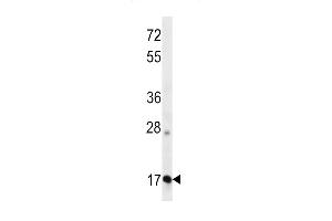 OO Antibody (N-term ) 13324a western blot analysis in K562 cell line lysates (35 μg/lane). (APOO antibody  (N-Term))