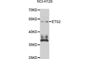 Western blot analysis of extracts of NCL-H125 cell line, using ETS2 antibody. (ETS2 antibody)