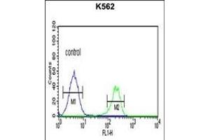 CH Antibody (Center) (ABIN651719 and ABIN2840373) flow cytometric analysis of K562 cells (right histogram) compared to a negative control cell (left histogram). (PMCH antibody  (AA 94-122))
