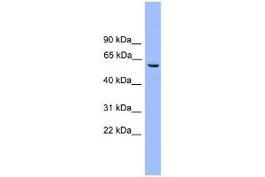 WB Suggested Anti-NAP1L2 Antibody Titration: 0. (NAP1L2 antibody  (Middle Region))