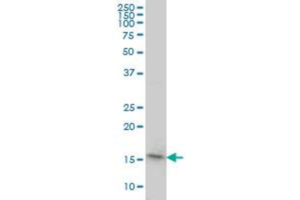 PPIL1 antibody  (AA 76-166)