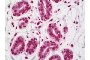 Anti-FUS / Gadd153 antibody IHC staining of human breast. (FUS antibody)