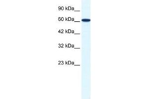 ZNF266 antibody used at 1. (ZNF266 antibody  (N-Term))