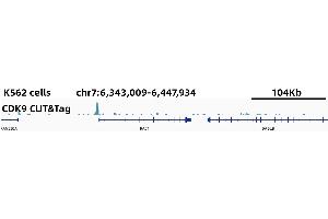 CUT&Tag was performed using the CUT&TagAssayKit(pAG-Tn5)forIllumina (RK20265) from 105 K562 cells with 5 ug CDK9 Rabbit mAb,along with a Goat Anti-Rabbit IgG(H+L). (CDK9 antibody)