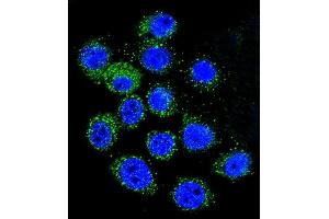 Confocal immunofluorescent analysis of IGF1 Antibody (C-term) (ABIN658020 and ABIN2837861) with A549 cell followed by Alexa Fluor 488-conjugated goat anti-rabbit lgG (green). (IGF1 antibody  (C-Term))