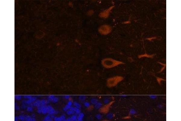 KAL1 antibody
