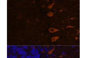 Immunofluorescence analysis of Rat brain using KAL1 Polyclonal Antibody at dilution of 1:100.