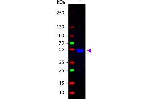 Western Blot of Goat anti-Rat IgG Fluorescein Conjugated Antibody. (Goat anti-Rat IgG (Heavy & Light Chain) Antibody (FITC) - Preadsorbed)