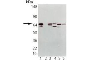 Western blot analysis of HSP70 pAb: Lane 1: HSP70 (HSP72) Recombinant Human Protein, Lane 2: HSC70 (HSP73) Recombinant Bovine Protein (negative control), Lane 3: HeLa Cell Lysate, Heat Shocked, Lane 4: PC-12 Cell Lysate, Heat Shocked, Lane 5: Vero Cell Lysate, Heat Shocked, Lane 6: CHO-K1 Cell Lysate, Heat Shocked (HSP70 antibody)
