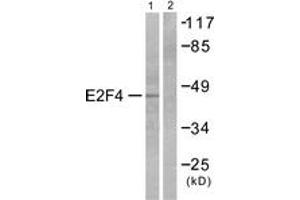 Western blot analysis of extracts from COS7 cells, using E2F4 Antibody. (E2F4 antibody  (AA 51-100))
