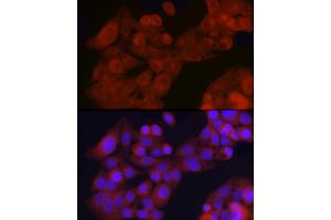 Immunofluorescence analysis of HepG2 cells using GFR Rabbit pAb (ABIN6127950, ABIN6141065, ABIN6141066 and ABIN6221017) at dilution of 1:200 (40x lens). (GFRA1 antibody  (AA 25-280))