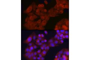 Immunofluorescence analysis of HepG2 cells using GFR Rabbit pAb (ABIN6127950, ABIN6141065, ABIN6141066 and ABIN6221017) at dilution of 1:200 (40x lens). (GFRA1 antibody  (AA 25-280))