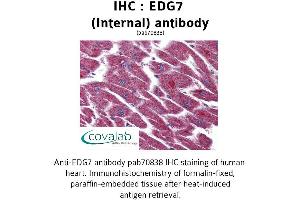 Image no. 1 for anti-Lysophosphatidic Acid Receptor 3 (LPAR3) (Internal Region) antibody (ABIN1733899) (LPAR3 antibody  (Internal Region))