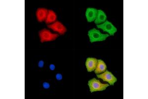 ABIN7094909 and ABIN7098963 staining Hela cells by IF/ICC. (IL23 antibody)