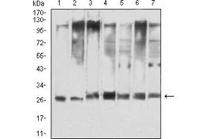 Western blot analysis using YWHAQ mouse mAb against Hela (1), NIH/3T3 (2), C6 (3), A549 (4), COS7 (5), PC-12 (6), and HEK293 (7) cell lysate.