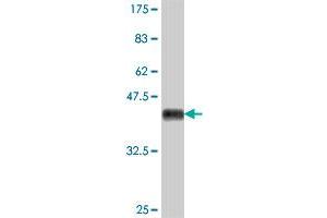 Western Blot detection against Immunogen (38. (MFGE8 antibody  (AA 61-170))