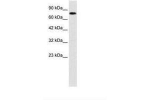 Zinc Finger with KRAB and SCAN Domains 7 (ZKSCAN7) (N-Term) antibody