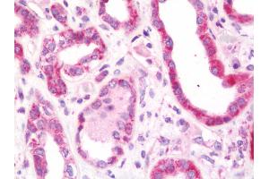 Anti-RAB2A / RAB2 antibody IHC staining of human kidney. (RAB2A antibody  (AA 148-212))