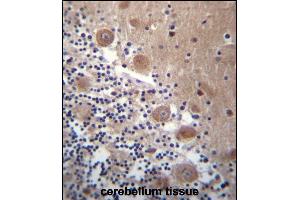 SCHIP1 Antibody (Center) (ABIN656782 and ABIN2846000) immunohistochemistry analysis in formalin fixed and paraffin embedded human cerebellum tissue followed by peroxidase conjugation of the secondary antibody and DAB staining. (SCHIP1 antibody  (AA 90-118))