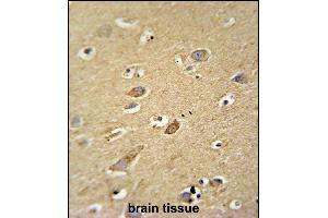 ATP5H antibody (Center) (ABIN654144 and ABIN2844011) immunohistochemistry analysis in formalin fixed and paraffin embedded human brain tissue followed by peroxidase conjugation of the secondary antibody and DAB staining. (ATP5H antibody  (AA 68-97))