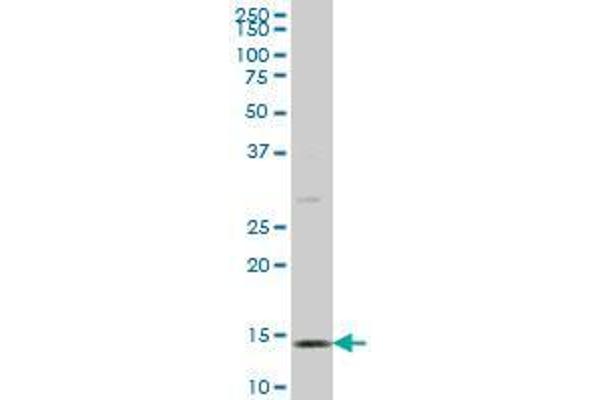 GPR135 antibody  (AA 391-493)